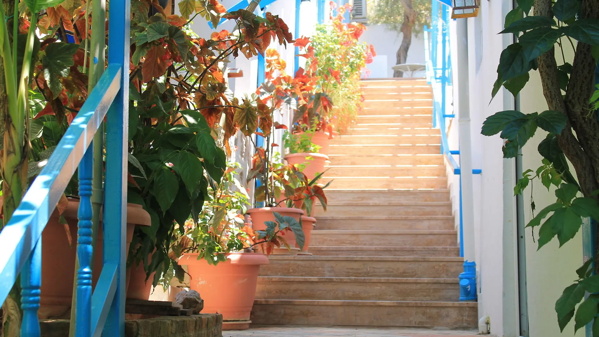 Aphrodite Hotel Selimiye   Selimiye (Aegean)